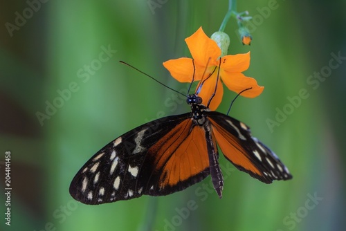 Beautiful tiger heliconian (Heliconius ismenius) butterfly on a vibrant orange flower