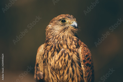Beautiful Eagle Portrait