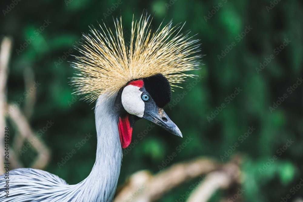 Naklejka premium Black Crowned-crane bird - Balearica pavonina, Bali, Indonesia. Portrait close up