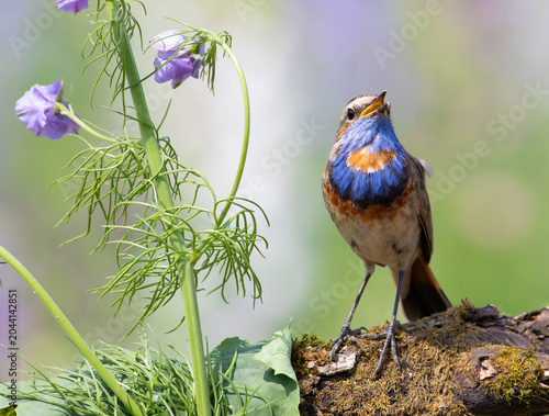 Photography Bluethroat, Luscinia svecica
