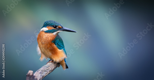 Common kingfisher, Alcedo atthis. A bird sits on a branch, looking back, beautiful background
