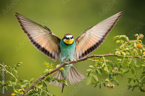 European bee-eater landing on bough in summer nature