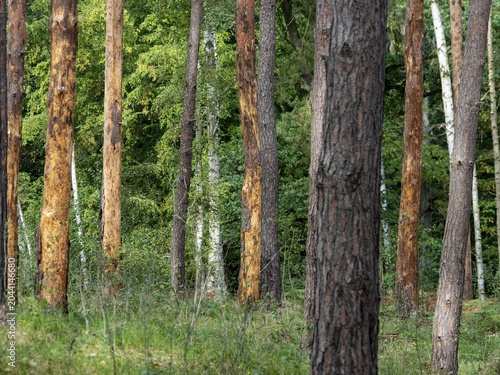 Bark beetle in pine forest, trees and tree trunks infested by pests, Brandenburg, Germany