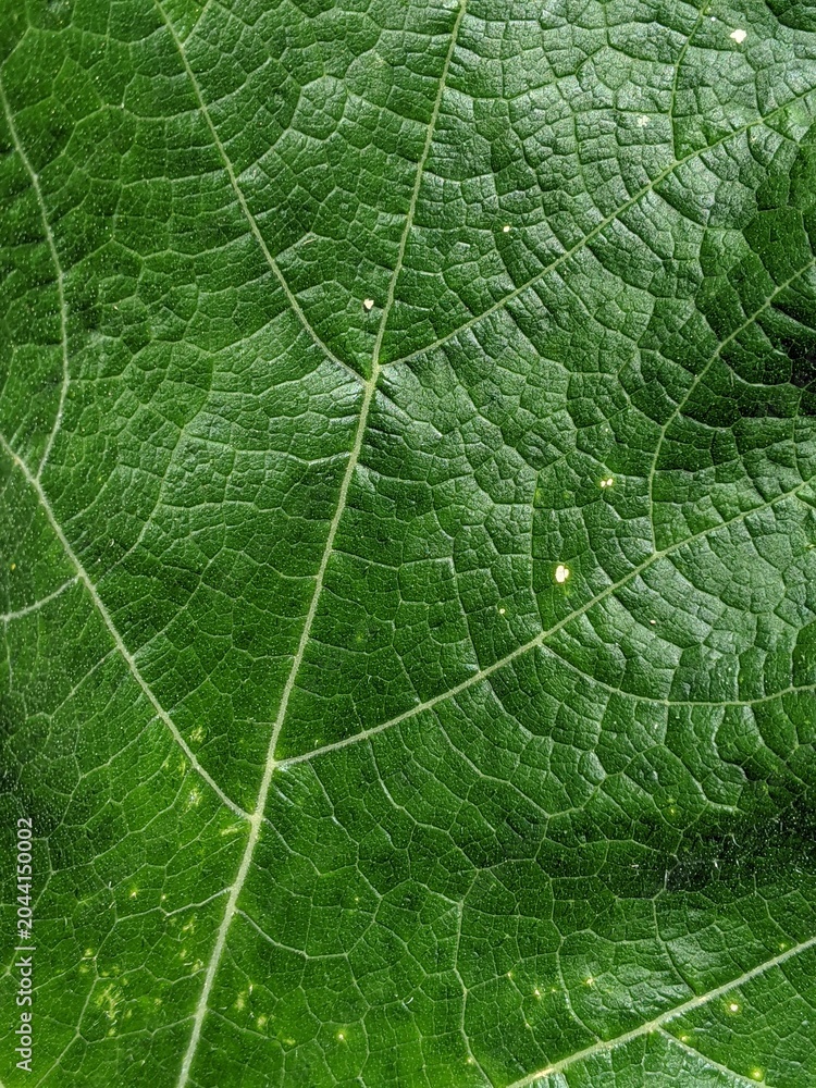 Obraz premium green leaf texture
