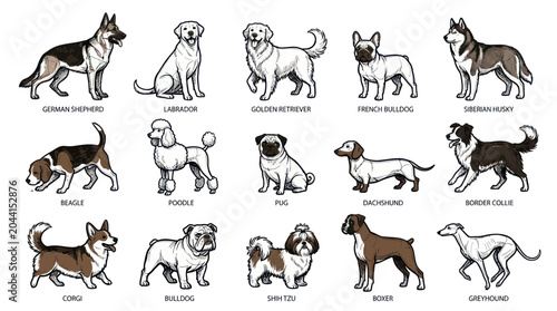 Obraz na płótnie Collection of Dog Breeds, Hand-Drawn Illustrations