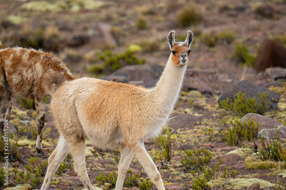 Fototapeta premium Traditional herd of llamas walking through the high altitude highlands of Caylloma in the Colca Valley, Peru