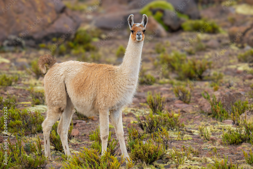 Fototapeta premium Traditional herd of llamas walking through the high altitude highlands of Caylloma in the Colca Valley, Peru