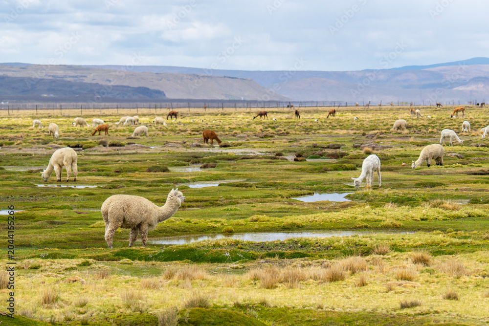 Naklejka premium Herd of domestic alpacas grazing in the lush green Tocra wetlands of the Colca Valley, Arequipa, Peru