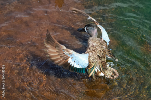 Canvas Print Blue winged teal duck splashing wings in water
