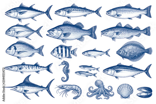Marine Life Collection: An artistic compilation of various seafood and marine creatures, showcasing diverse species in a detailed, hand-drawn style, evoking the richness of the ocean.