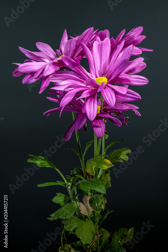 Purple Chrysanthemum Flowers Close Up With Yellow Centers On Dark Background