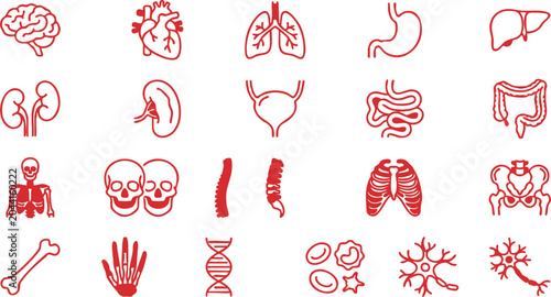 Εκτύπωση καμβά Red vector illustration set of human body organs and skeletal system, including
