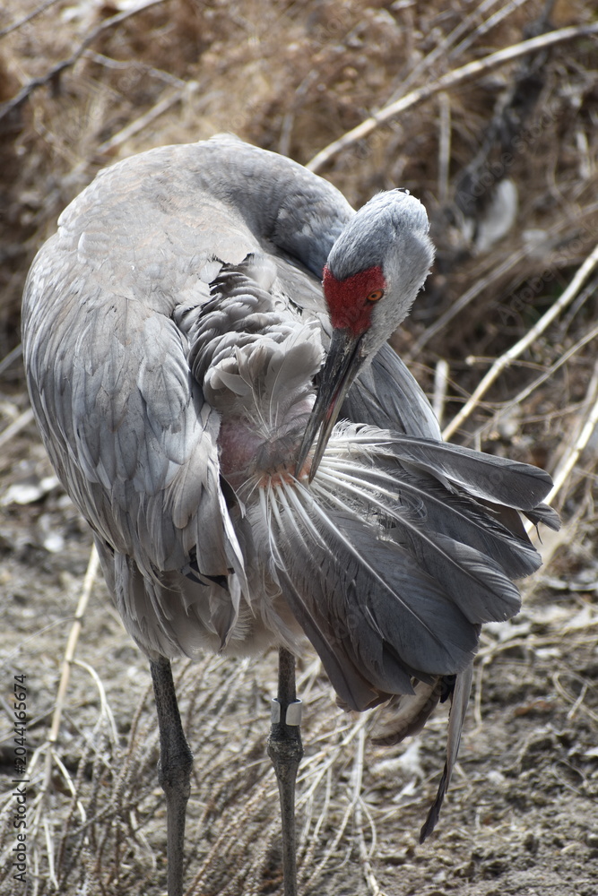 Naklejka premium Sandhill Crane