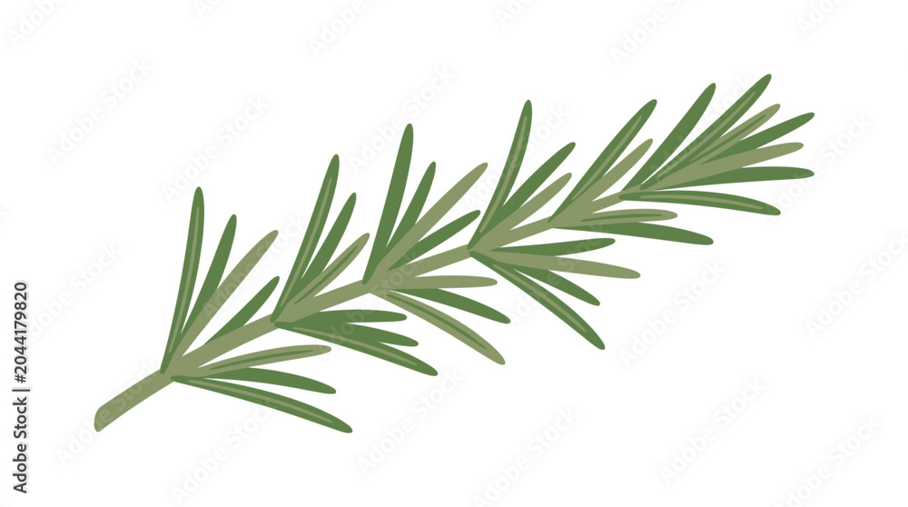 Obraz premium Green pine branch on white background illustration vector spruce fir nature