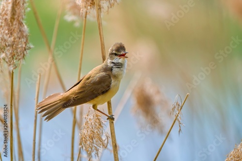 Canvas Print A great reed warbler sits on a reed stalk and sings
