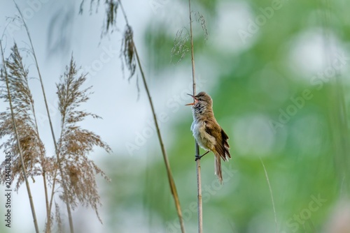A great reed warbler sits on a reed stalk and sings. A beautiful great reed warbler in the nature habitat. Acrocephalus arundinaceus