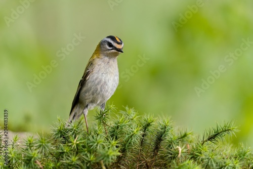A cute firecrest sits on the ground. A firecrest in the nature habitat. Portrait of a european smallest bird. Regulus ignicapillus