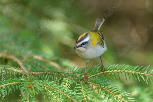 A cute firecrest sits on a spruce branch. A firecrest in the nature habitat. Portrait of a european smallest bird. Regulus ignicapillus