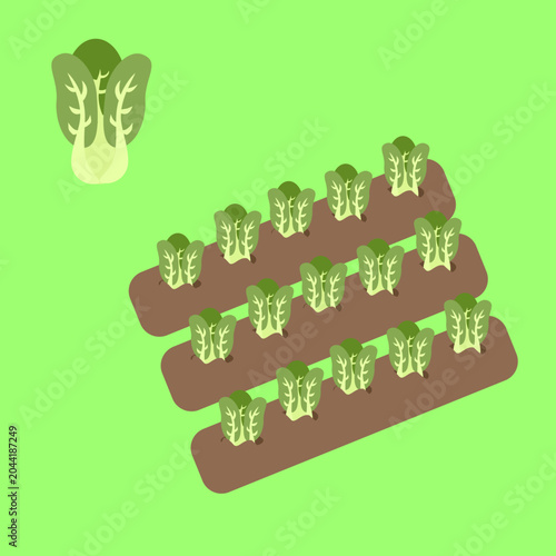 Fotografie Illustration of Pak Choi Planted in the Soil