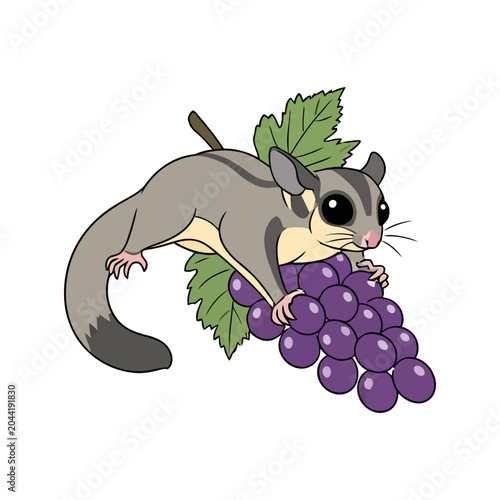 Cute sugar glider clinging to a bunch of purple grapes cartoon illustration