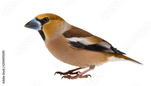 Foto Hawfinch bird with large conical beak and brown plumage