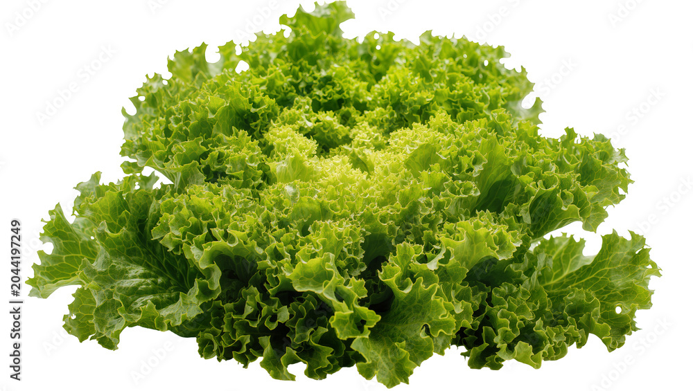 Fototapeta premium Frilly green lettuce leaves with ruffled edges