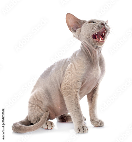 Vászonkép devon rex