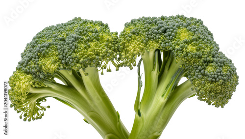 Tableau sur toile Fresh green broccoli florets with thick stems