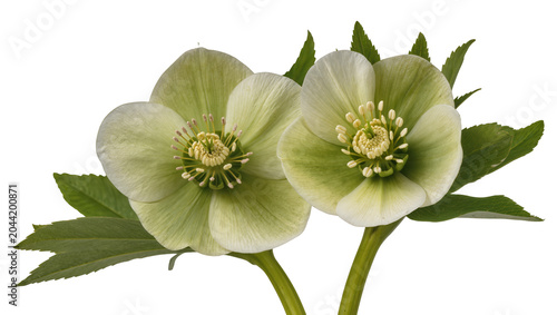 Tableau sur toile Two pale green hellebore flowers with yellow stamens and serrated leaves