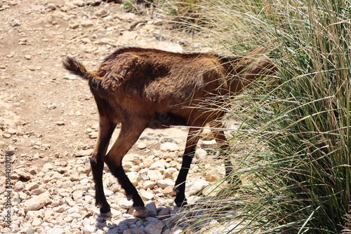 Goat Mallorca