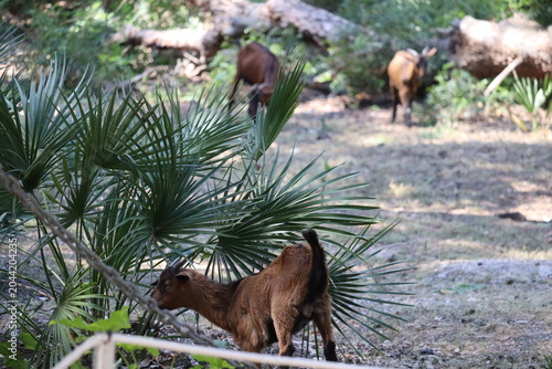Goat Mallorca