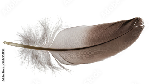 Obraz na plátne Brown and grey bird feather with fluffy downy base