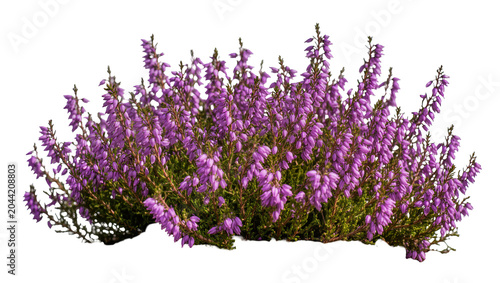 Fotografie Purple heather bush with small bell-shaped flowers