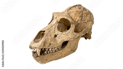 Fossilized animal bone skull prehistoric archaeological specimen artifact on transparent background