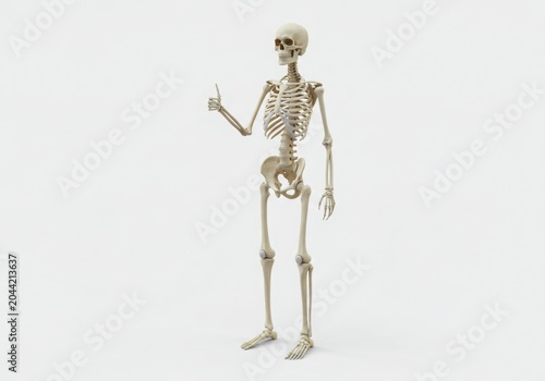 Human skeleton giving a thumbs up gesture against a white background