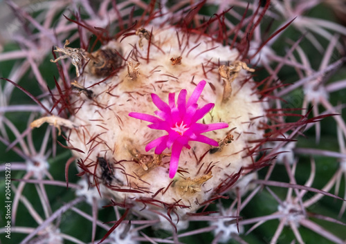 The flowers of the cactus are beautiful.