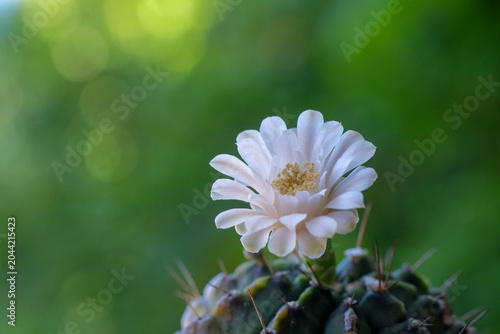 The flowers of the cactus are beautiful.