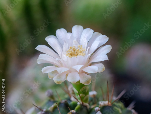 The flowers of the cactus are beautiful.