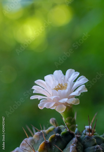 The flowers of the cactus are beautiful.
