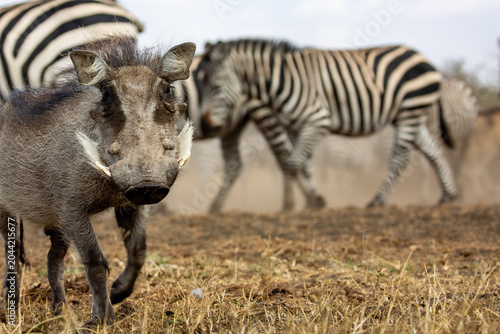 The Common Warthog (phacochoerus africanus) is a wild member of the pig family found in grassland, savanna, and woodland in sub-Saharan Africa.	
