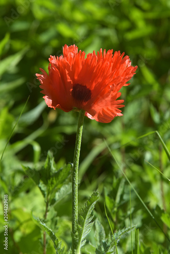 Orientalischer Mohn (Papaver orientale)