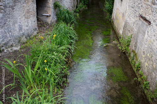 Fotografie Iris d'eau sauvage qui a poussé entre deux maisons