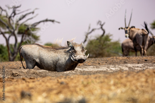 The Common Warthog (phacochoerus africanus) is a wild member of the pig family found in grassland, savanna, and woodland in sub-Saharan Africa.	