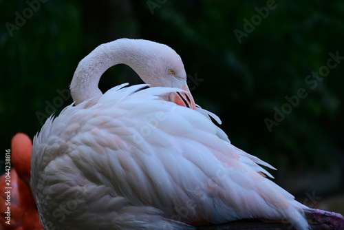 Billede på lærred Elegant pink flamingo with a graceful curved neck resting in a moody environment