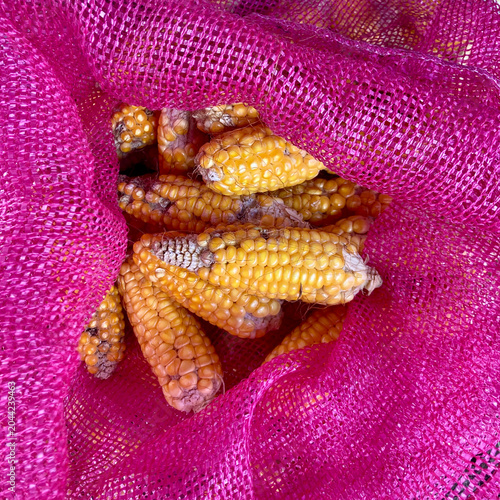 Dried Corn Cobs in Mesh Sack