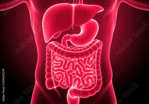 Human digestive system illustration on pink body