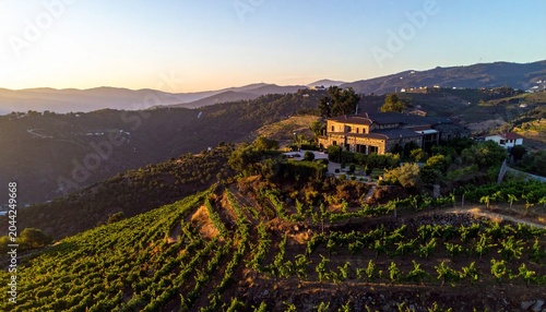 Golden hour vineyard with medieval castle ruins in Tuscany Italy.