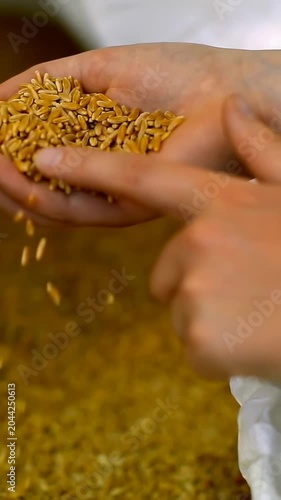 Vertical video: Moving wrist with white strap watch, sifting and inspecting kernels in hand in shed