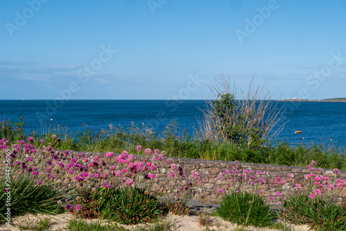 Coastal scene featuring pink blooms near stone wall