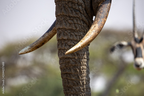 Elephant trunks and tusks.